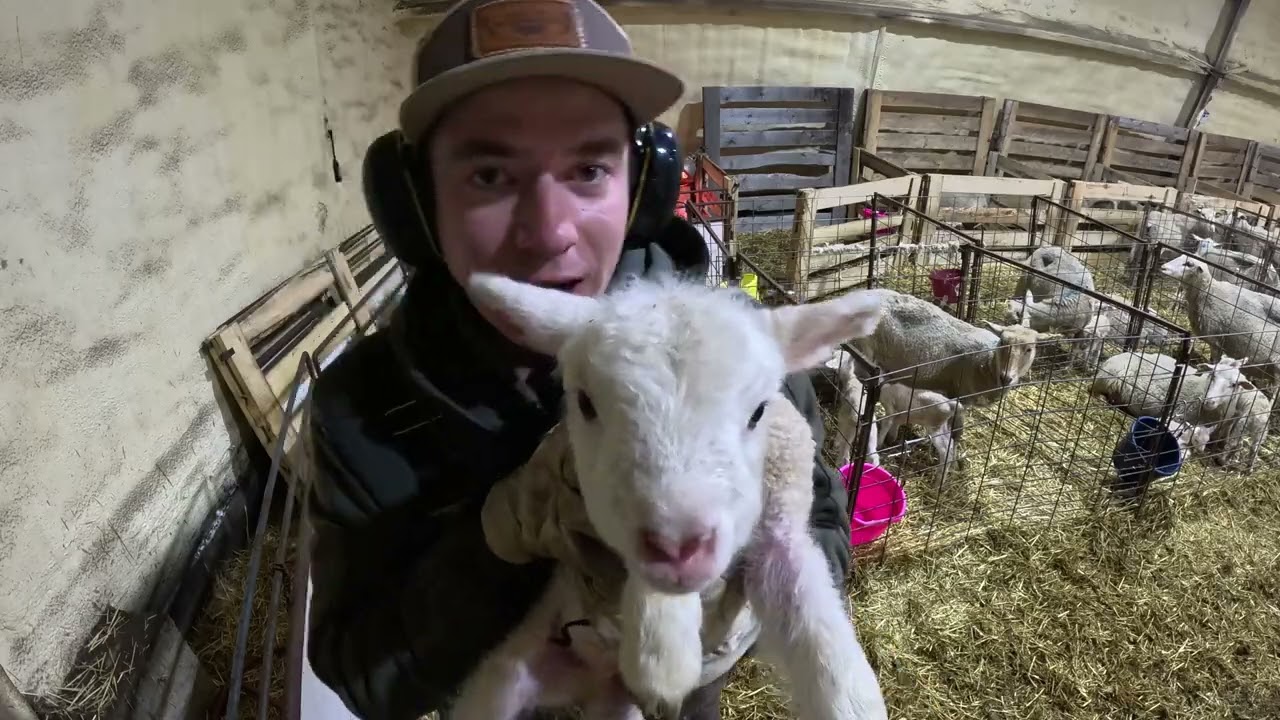 Organizing Newborn and Orphaned Lambs