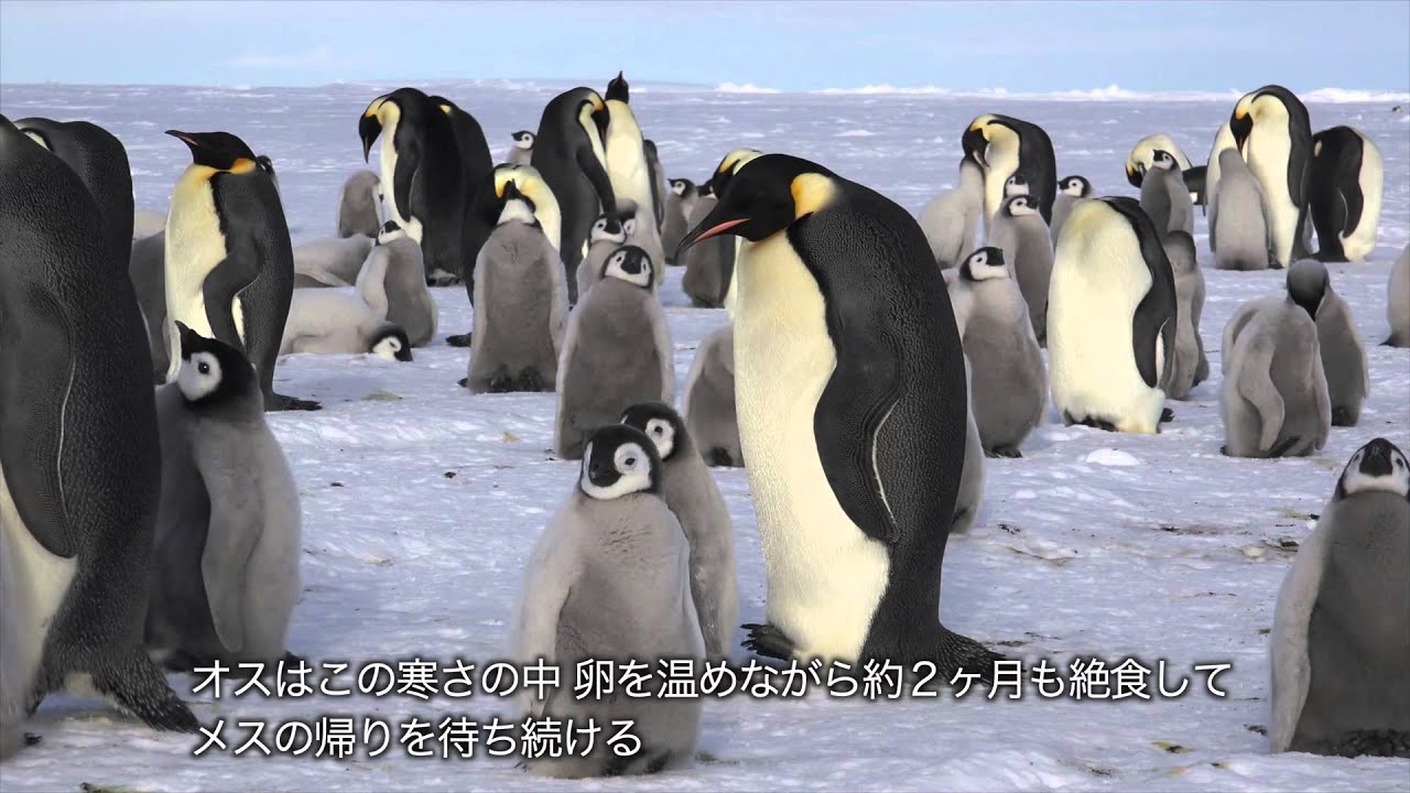 皇帝ペンギンの営巣地を訪ねる旅