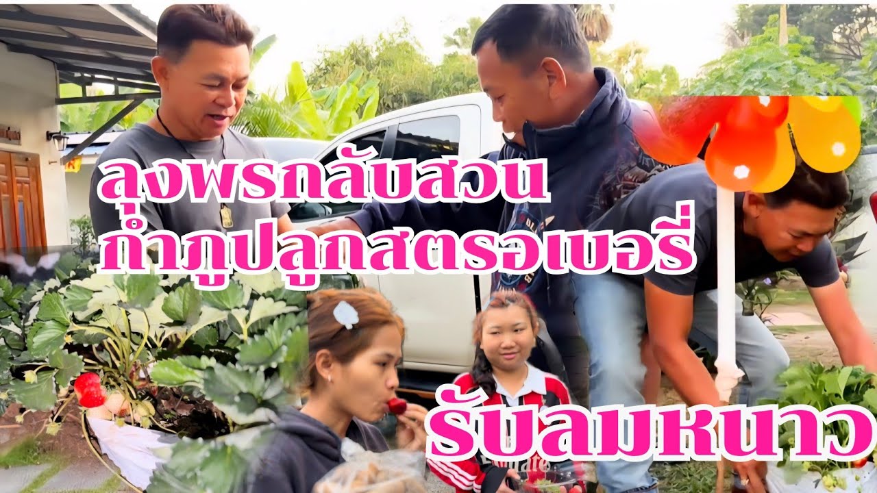 ลุงพรกลับสวน กำภูปลูกสตรอเบอรี่ ต้อนรับ #บ้านสวนกำภูEp1573