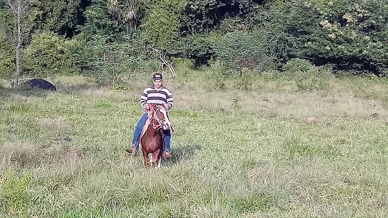 Rudi potra tio Nelso