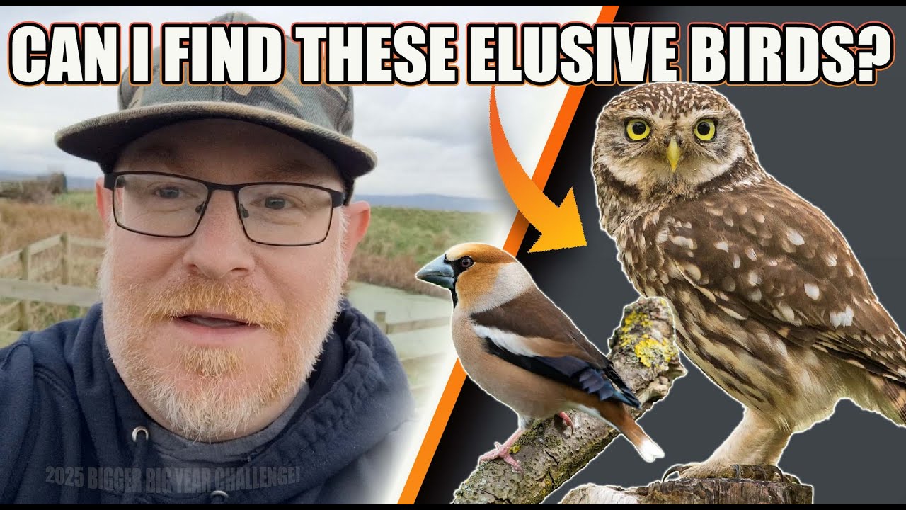 CAN I FIND THESE ELUSIVE BIRDS? UK'S RAREST FINCH AND SMALLEST OWL.