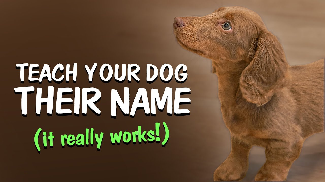 How to Teach Your Dog to Respond to Their Name – Made Easy!