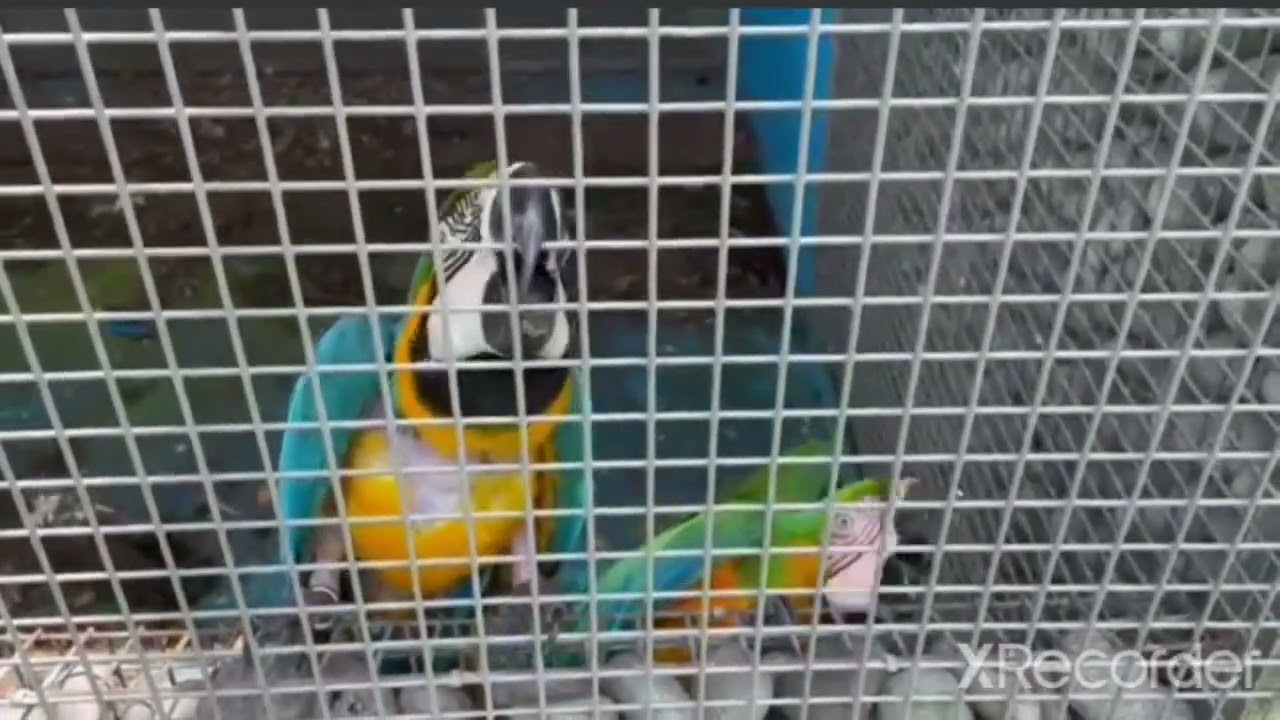 Guacamayos de AVIARIO Robert So Indonesia