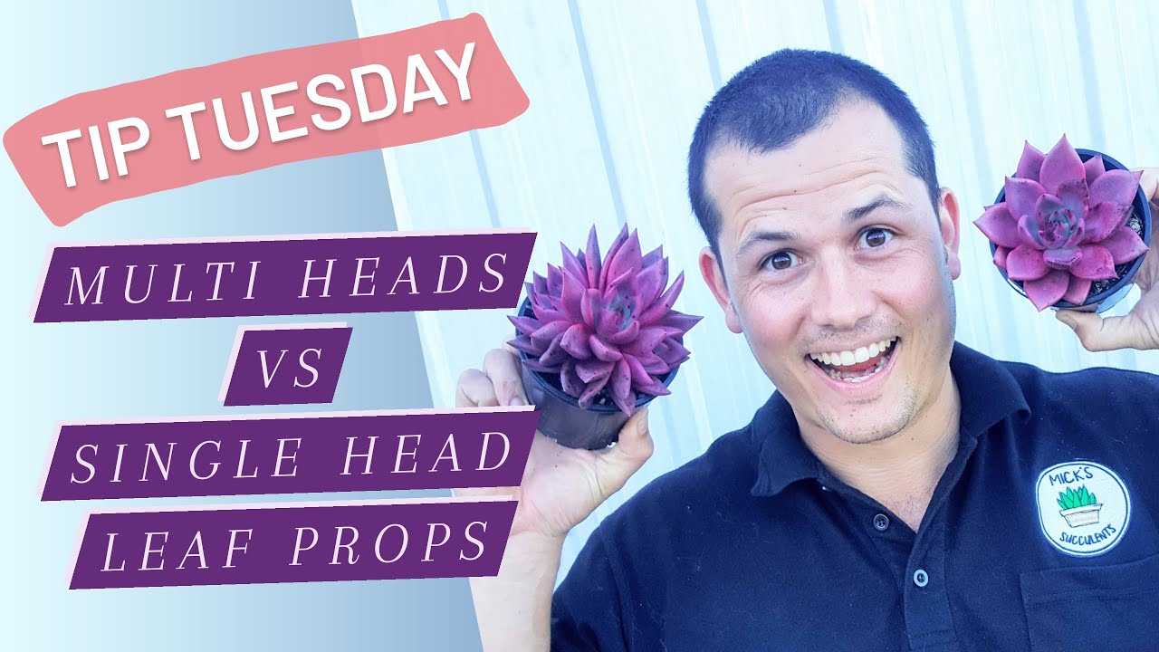 Tip Tuesday: Multi Heads Vs Single Head Leaf Props