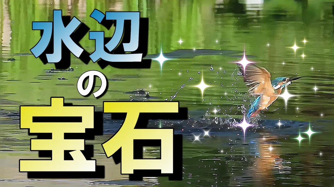【美しいカワセミ】光と水しぶきの美しい瞬間　飛込みや水浴び癒しのシーンも　再生画質HD以上推奨