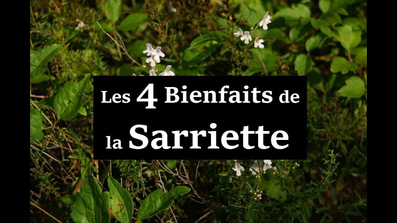 Les 4 bienfaits de la Sarriette