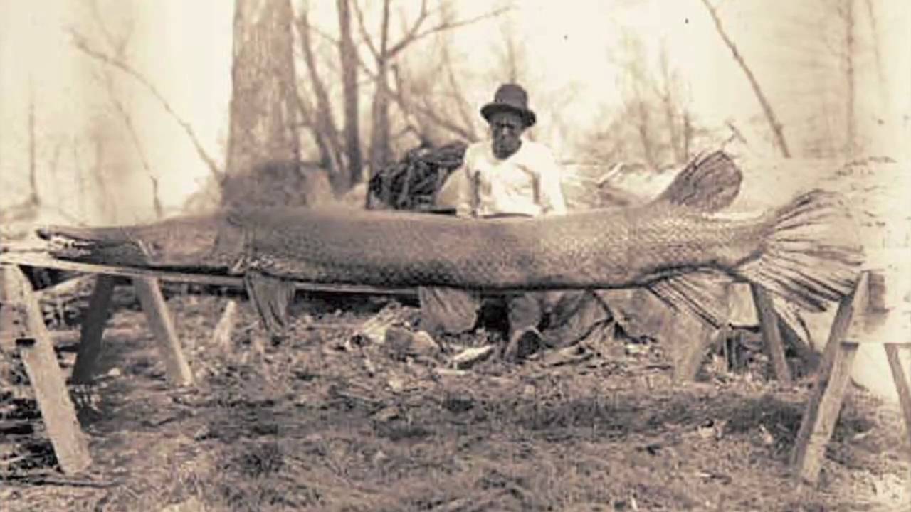 Alligator Gar released in Kentucky