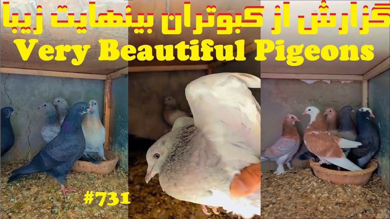 گزارش از بام کبوتر هما پرشی بسیار زیبای غلام دوستی از پایتخت TEHRANI HOMA PIGEONS BREED FLIGHT VIEWS