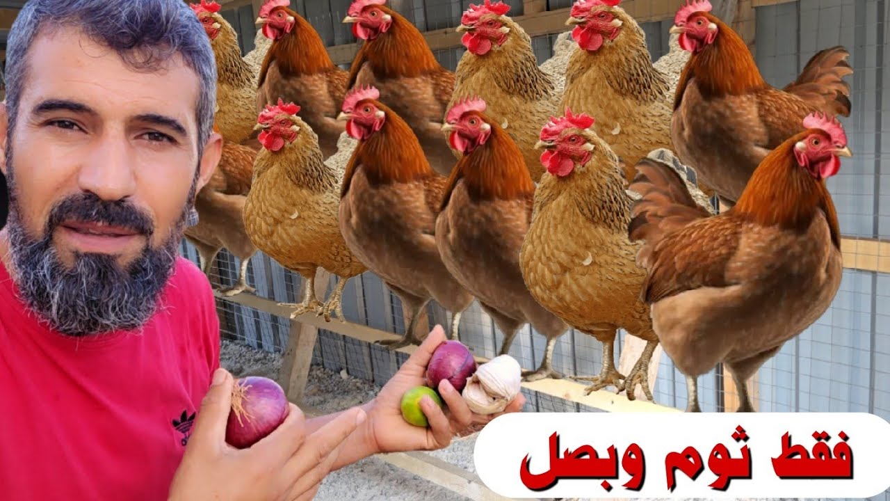 اذا عندك دجاج وبدك تحميهم وتقوي مناعتهم طعميهم ثوم وبصل وليمون شوف كيف الدجاج راح يسمن وتقوى مناعتهم