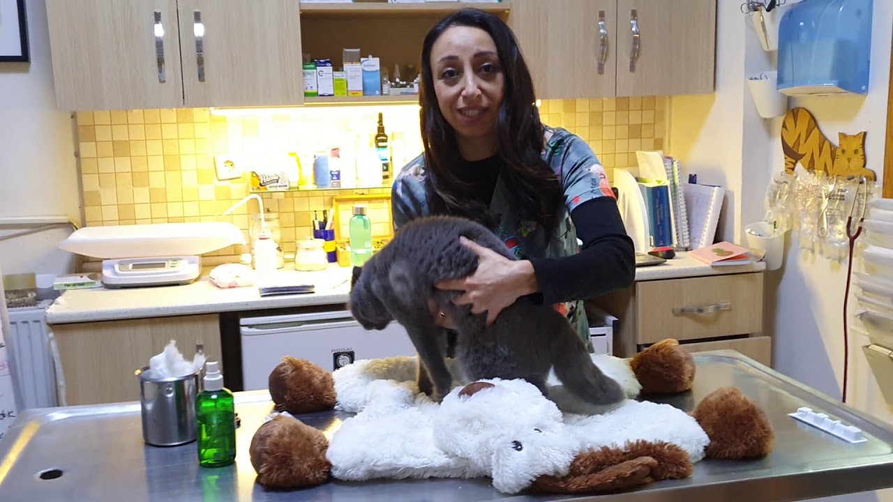 Scottish Foldların Osteokondrodisplazisi, Osteodistrofisi,Scootish foldlarda genetik eklem hastalığı