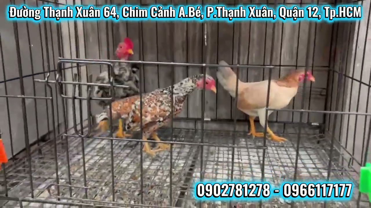 22/02/2026: gà tre Bắc✔️ bội gà✔️ gà kiểng✔️