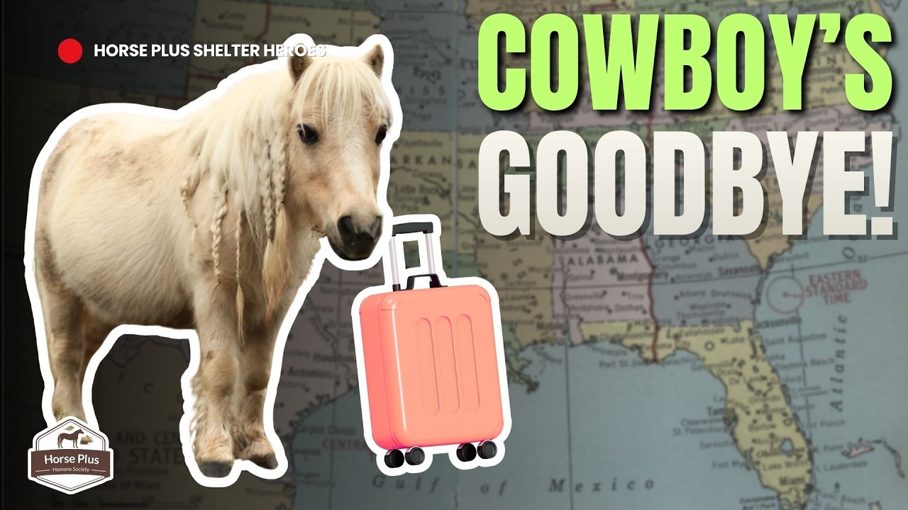 Our Mini Horse Goes On A Secret Adventure | Horse Shelter Heroes - HSH S6E39