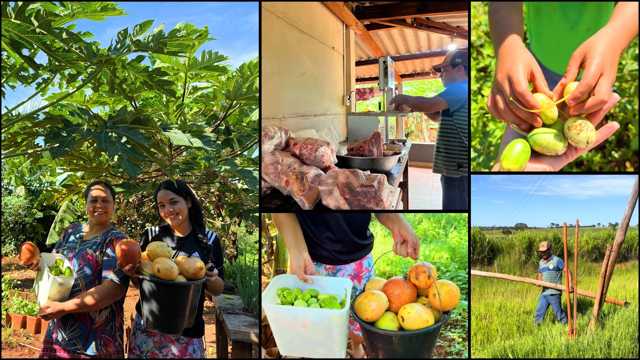 CADA DIA NOSSO SÍTIO NOS SURPREENDENDO| AQUI TRABALHAMOS JUNTOS EM UNIÃO-DOMINGO CHEIO DE FARTURAS🙌🏼
