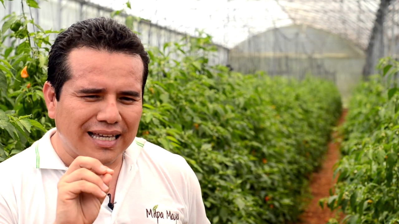 Milpa Maya Producción de Chile Habanero