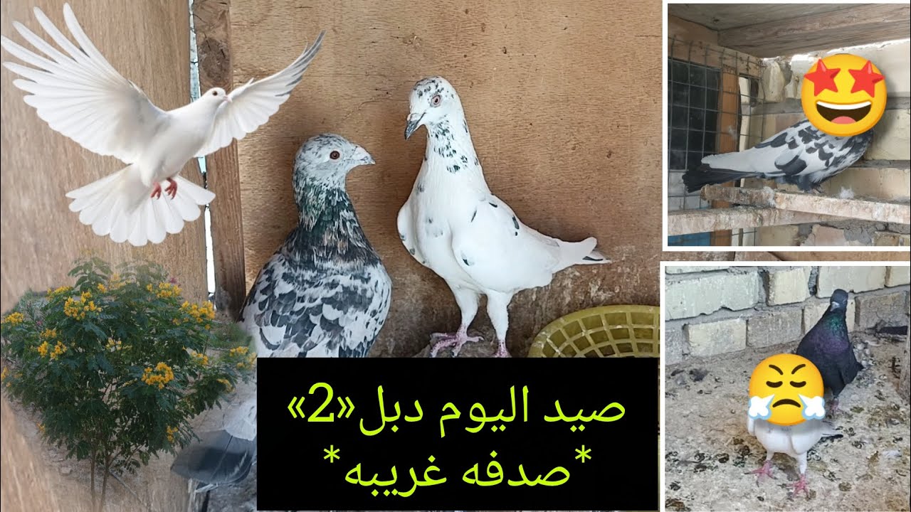 فقرت صيد اليوم دبل.وصارت صدفه غريبه.صورت جميع انواع طيور.٥ نوفمبر ٢٠٢٥