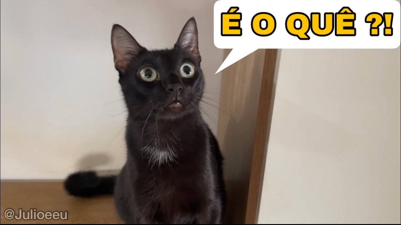 Olha a reação que ele teve quando contei a verdade. 😳