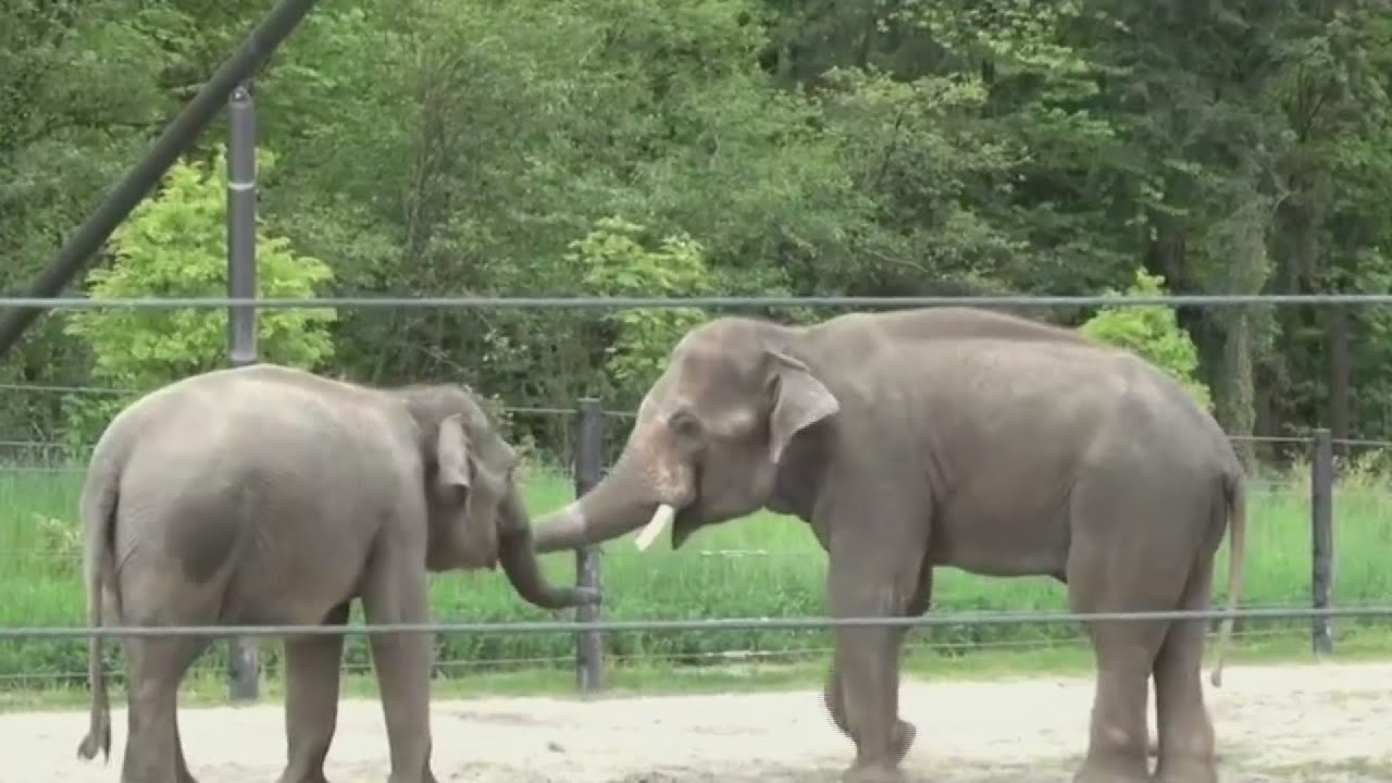 Oregon Zoo elephant Chendra is pregnant