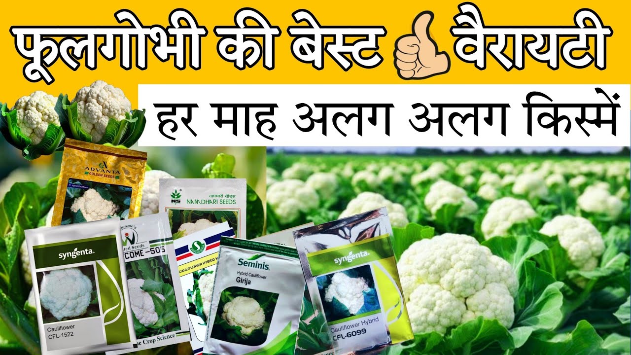 Phool gobhi ki variety | फूल गोभी की बेस्ट वैरायटी | gobhi ki kheti | गोभी बरसात गर्मी सर्दी वैरायटी