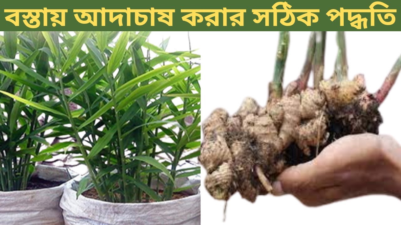 বস্তায় আদা চাষ করার সঠিক সময় এবং পদ্ধতি জেনে নিন