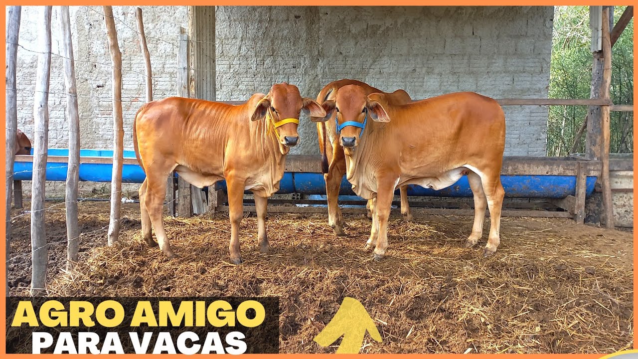 FINANCIAMENTO RURAL PARA VACAS! PRONAF E AGROAMIGO