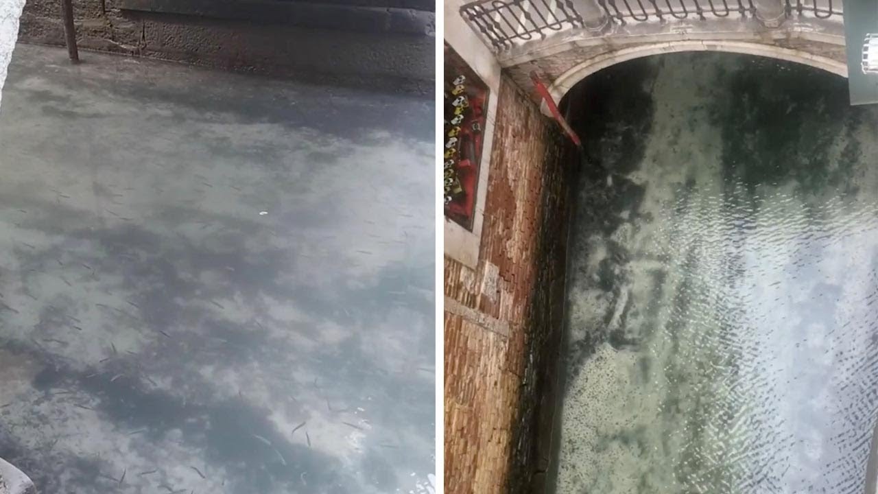 Clear Waters In Venice Canals During Quarantine