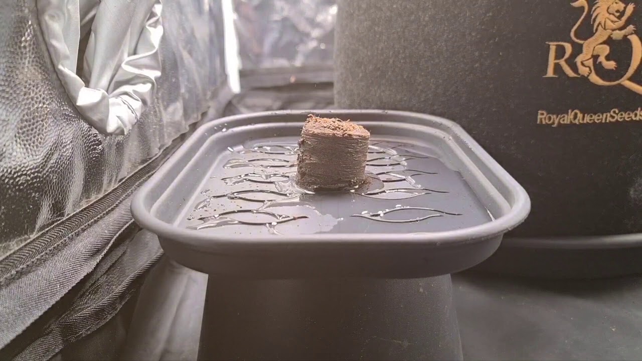 Mars Hydro Ts600 Royal Gorilla vs bubble Kush Podsumowanie 2 odcinek