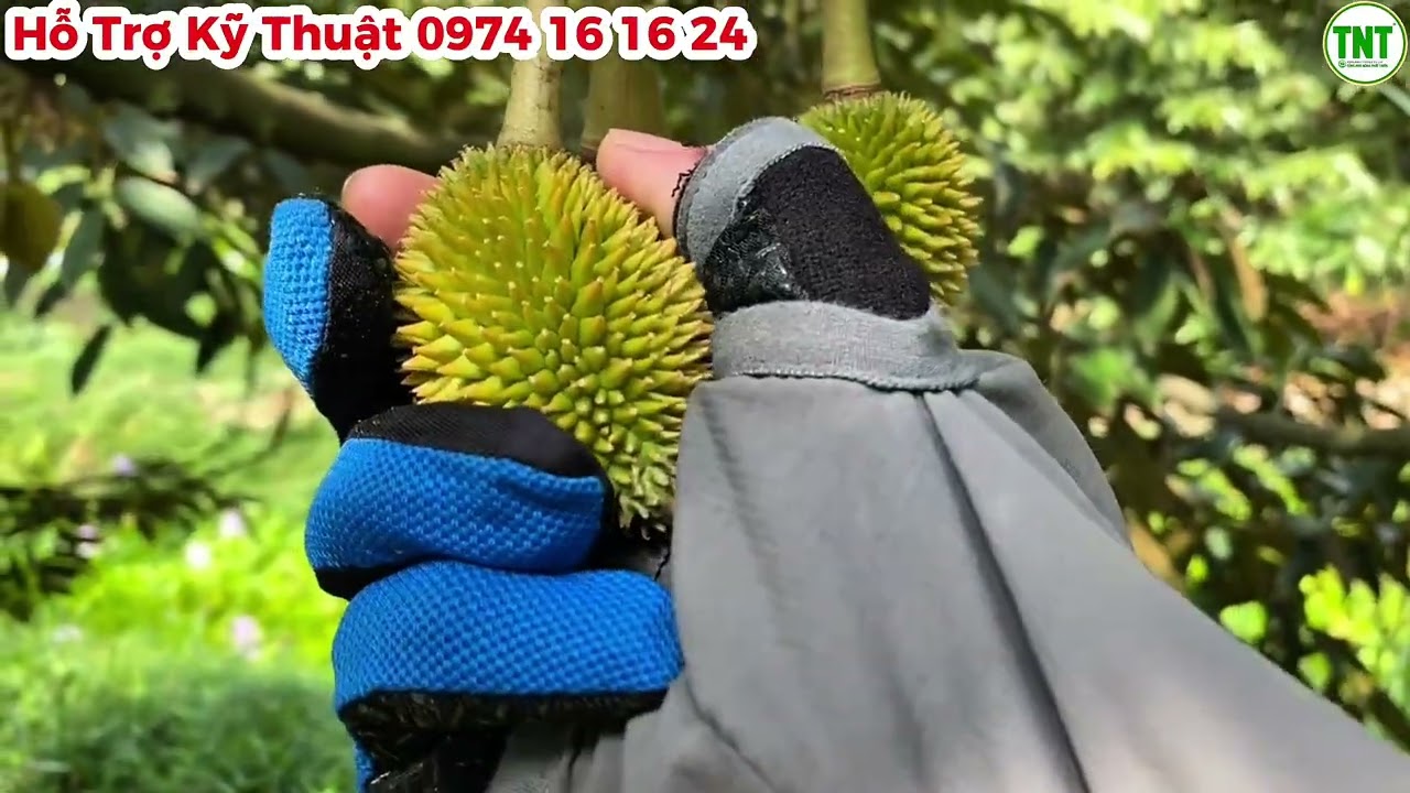 Hết Sốc Nhiệt Lại Gặp Mưa Lớn Trái Mùa, Sầu Riêng Vụ Thuận Năm Nay Gặp Nhiều Khó Khăn