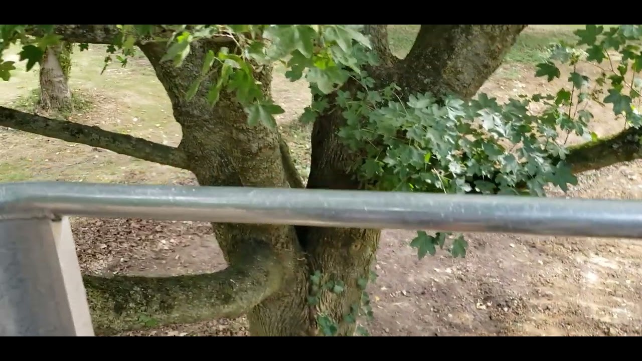 Using a cherry picker tree cutting part 1