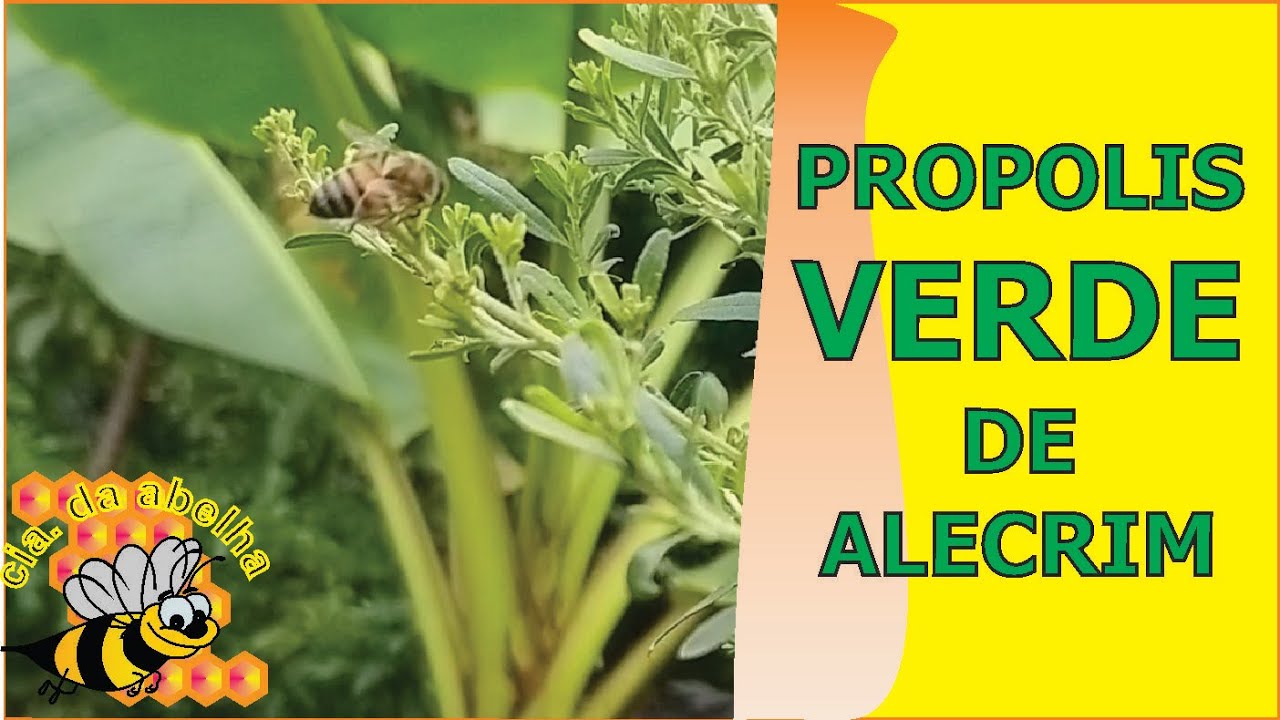 PROPOLIS VERDE NO GLOBO RURAL.  MATÉRIA COMPLETA DE 2004.SENSACIONAL