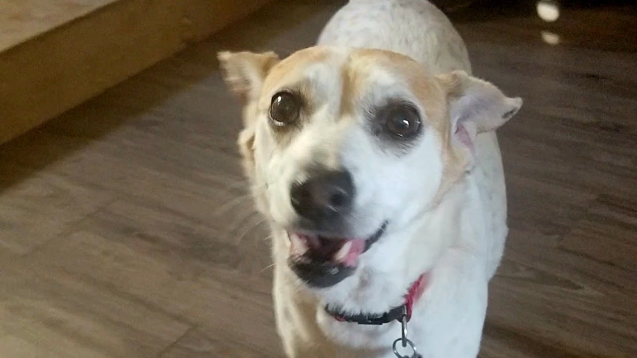 RIP Laci Jane