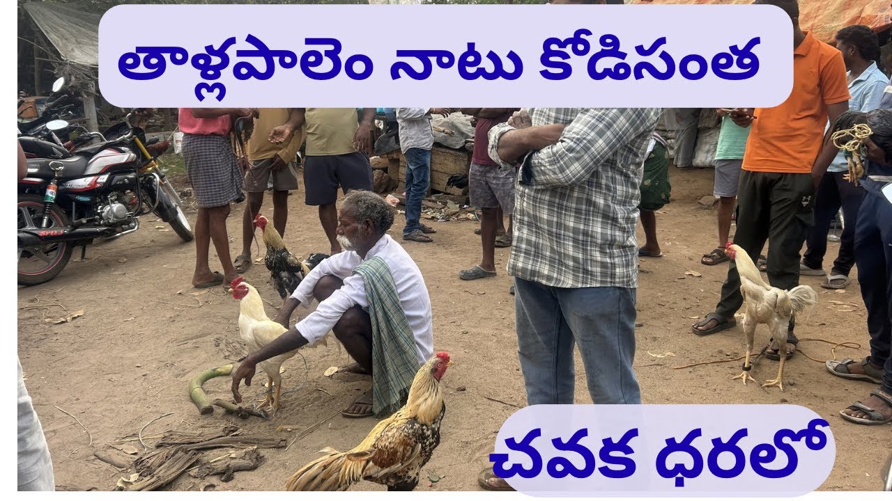 తాళ్లపాలెం నాటు కోడి సంత #henna #chicken #goat #cow #viral #trending #mp 