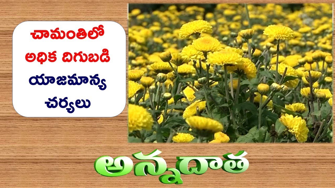 Management Tips In Chysanthemum For Good Flowering  || ETV Annadata