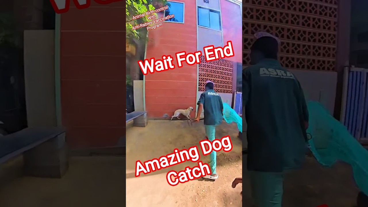 Amazing ABC Dog Catch #dog #streetdogrevival #ytviral #shorts #catch