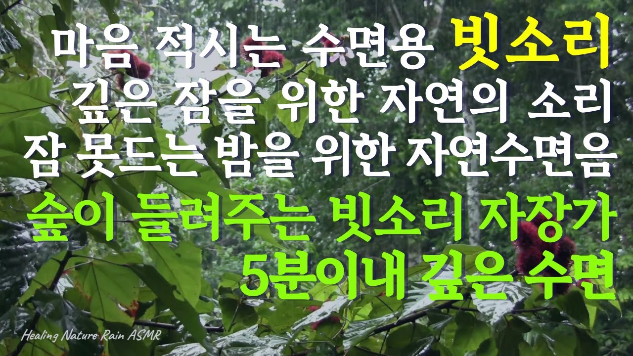 마음까지 적시는 수면용 자연 힐링 ASMRㅣ생명 가득한 숲, 고요히 내리는 비  | 깊은 잠을 위한 자연의 소리 | 잠 못 드는 밤을 위한 자연 수면음ㅣ숲이 들려주는 빗소리 자장가