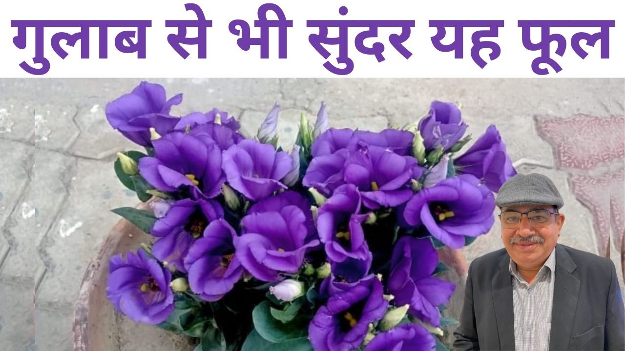 Lisianthus Flower: Easy Growing and Care | Terrace Garden Beauty