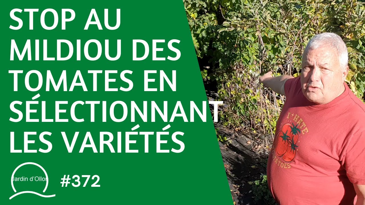 #372-STOP au mildiou des TOMATES en sélectionnant les variétés