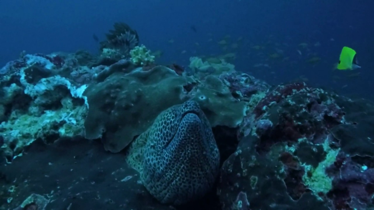 Diving Nusa Lembongan