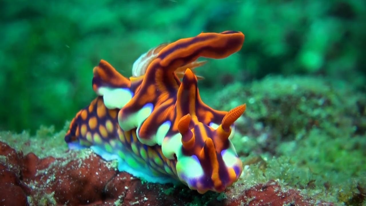 Голожаберные (Nudibranchia) - брюхоногие моллюски