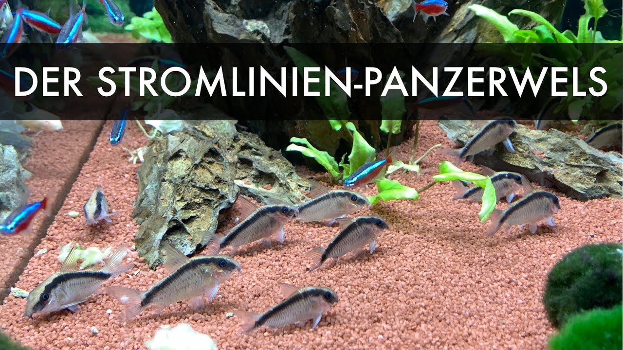 Der Stromlinien-Panzerwels | Corydoras arcuatus bzw. Corydoras granti