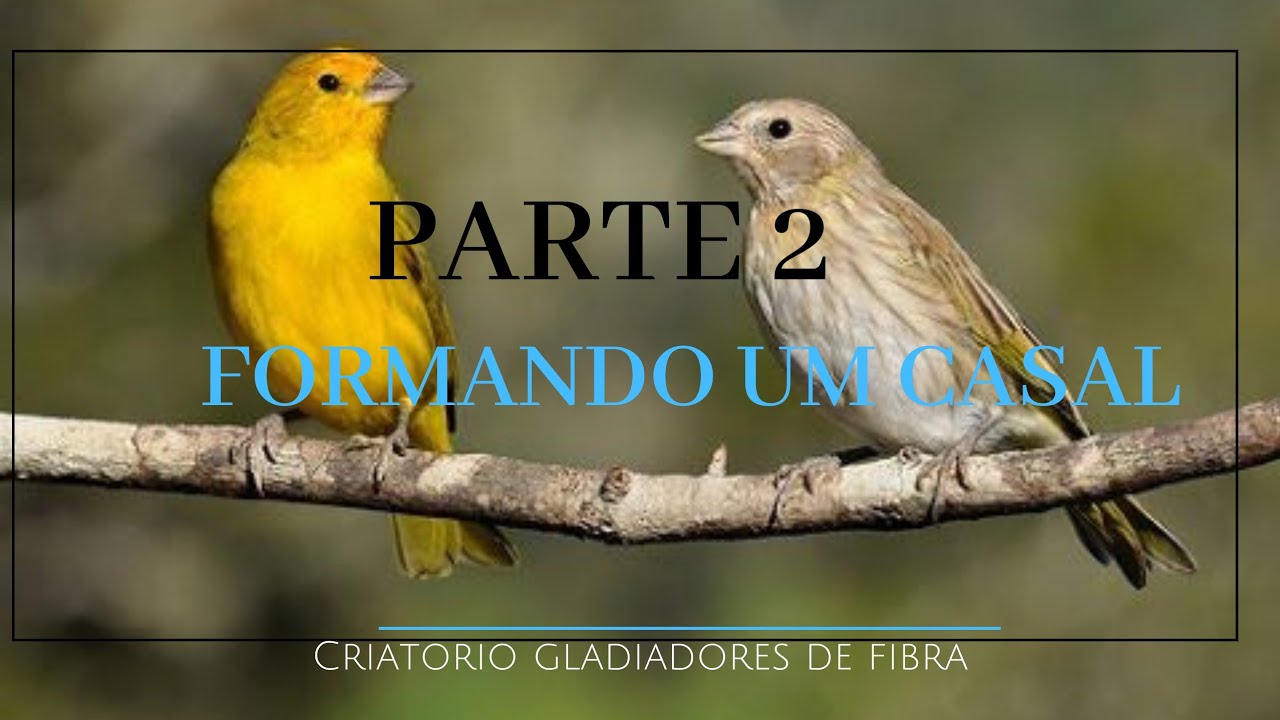 canario da terra formando um casal parte 2