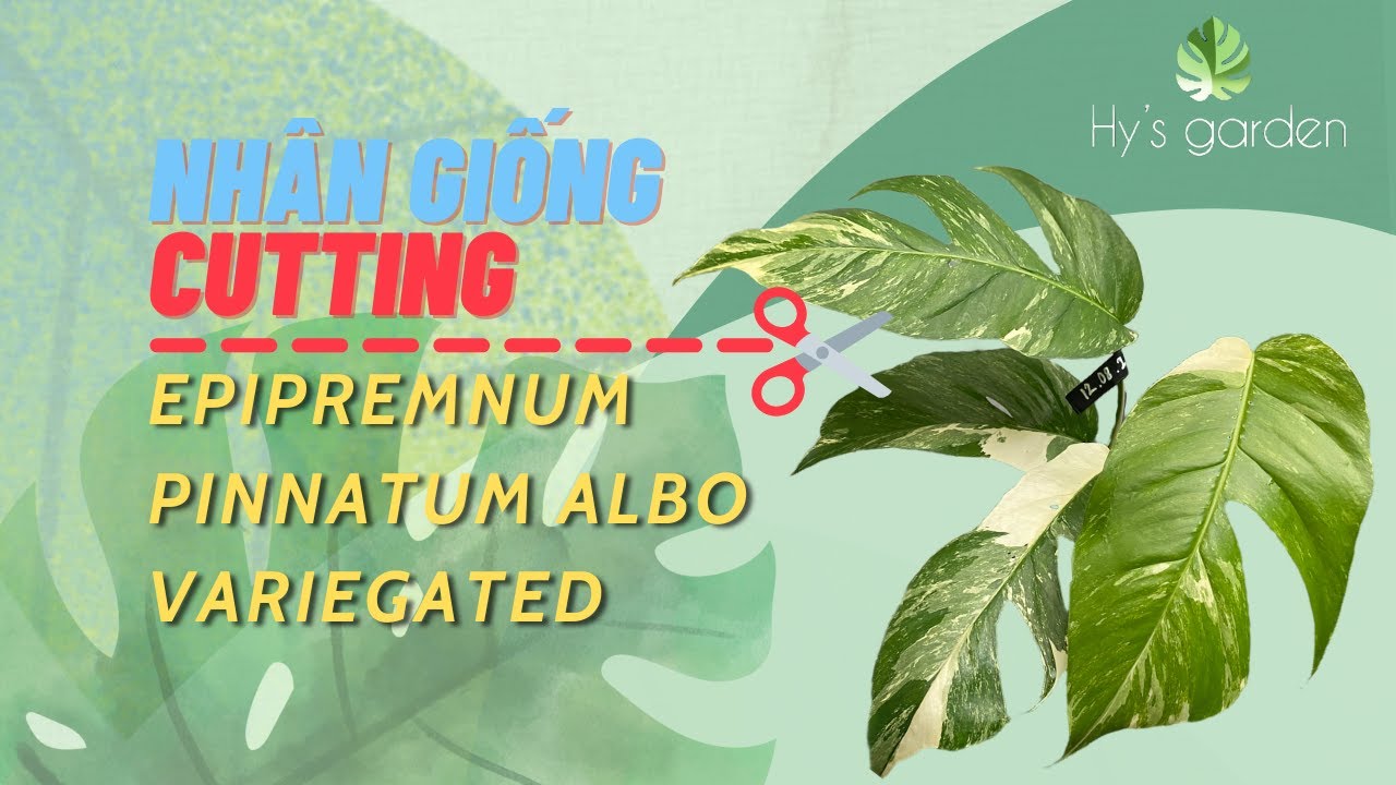 NHÂN GIỐNG Epipremnum Pinnatum Albo Variegated | Cutting Epipremnum Pinnatum Albo Variegated