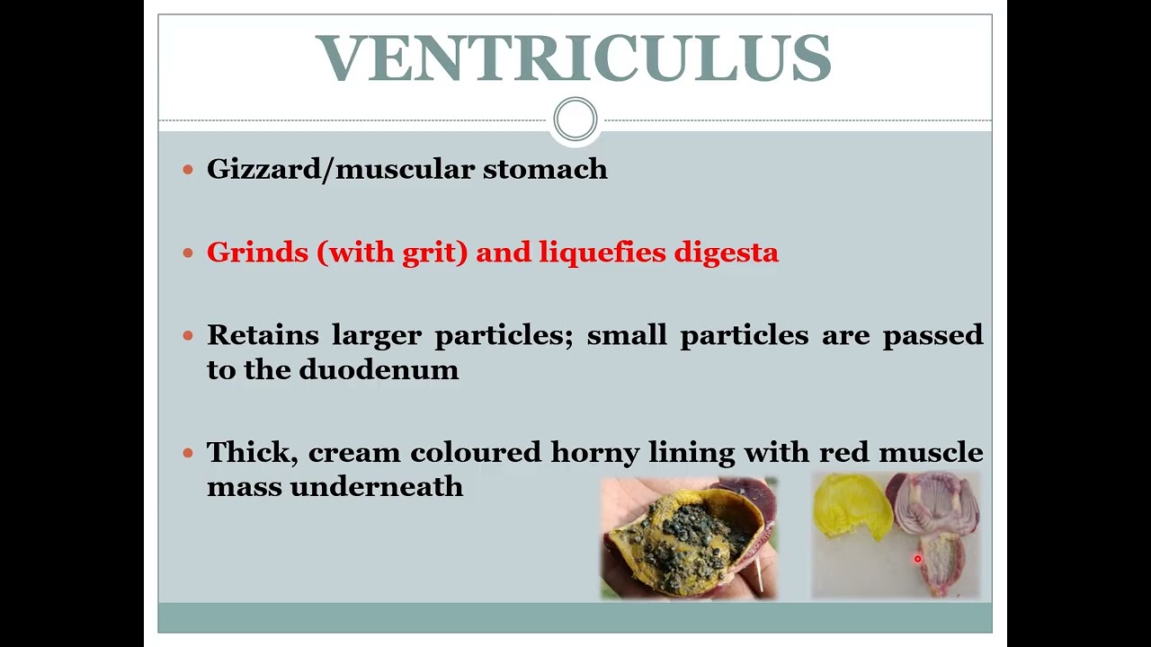 Micro-Teaching Presentation: An Introduction to Avian Digestive Physiology