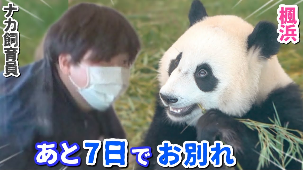 もう時間がない！ナカ飼育員と楓浜🐼この関係奇跡すぎた（泣)
