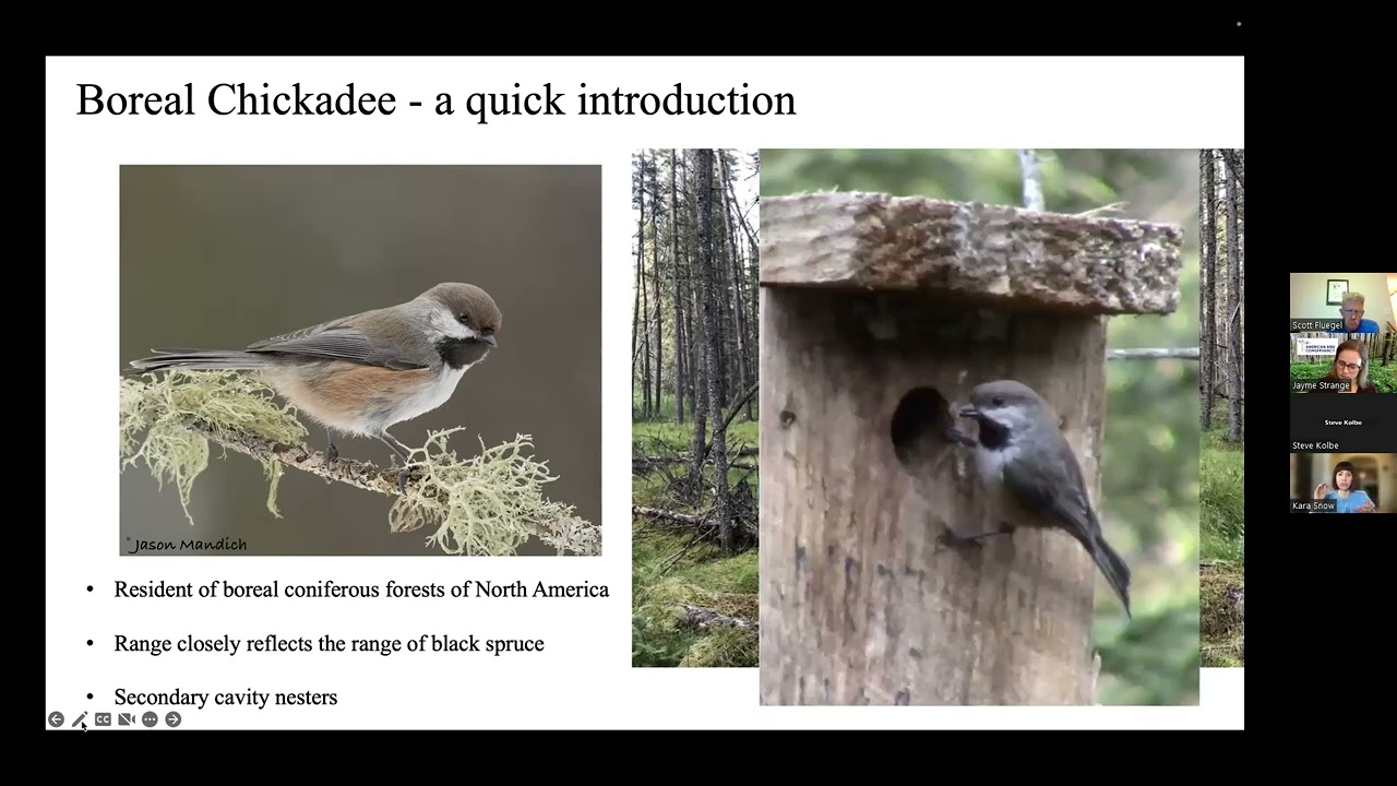 Breeding ecology of Boreal Chickadees in the northern forested peatlands with NRRI