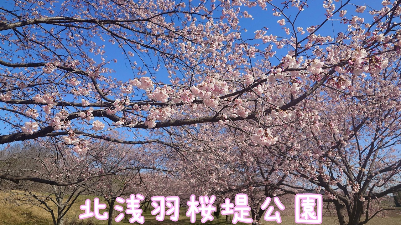 20260312 北浅羽桜堤公園🌸見頃の安行寒桜
