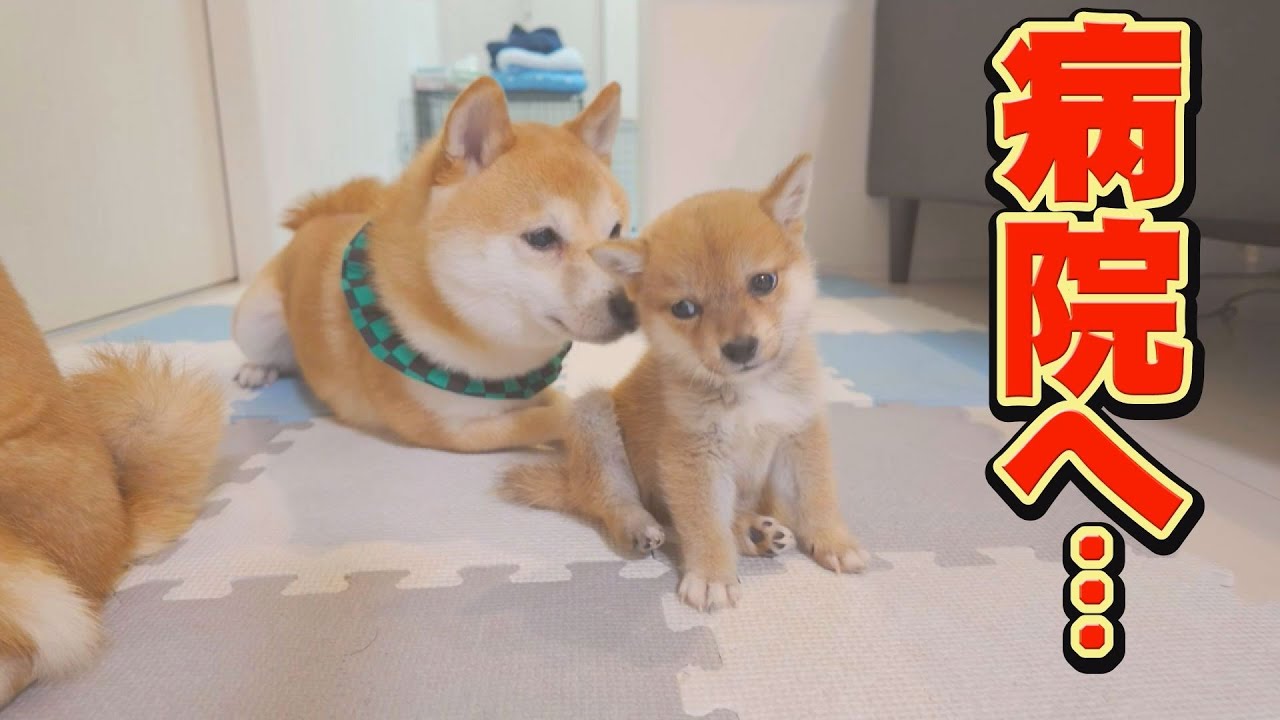 子犬に、想定外の病気が見つかりました・・・