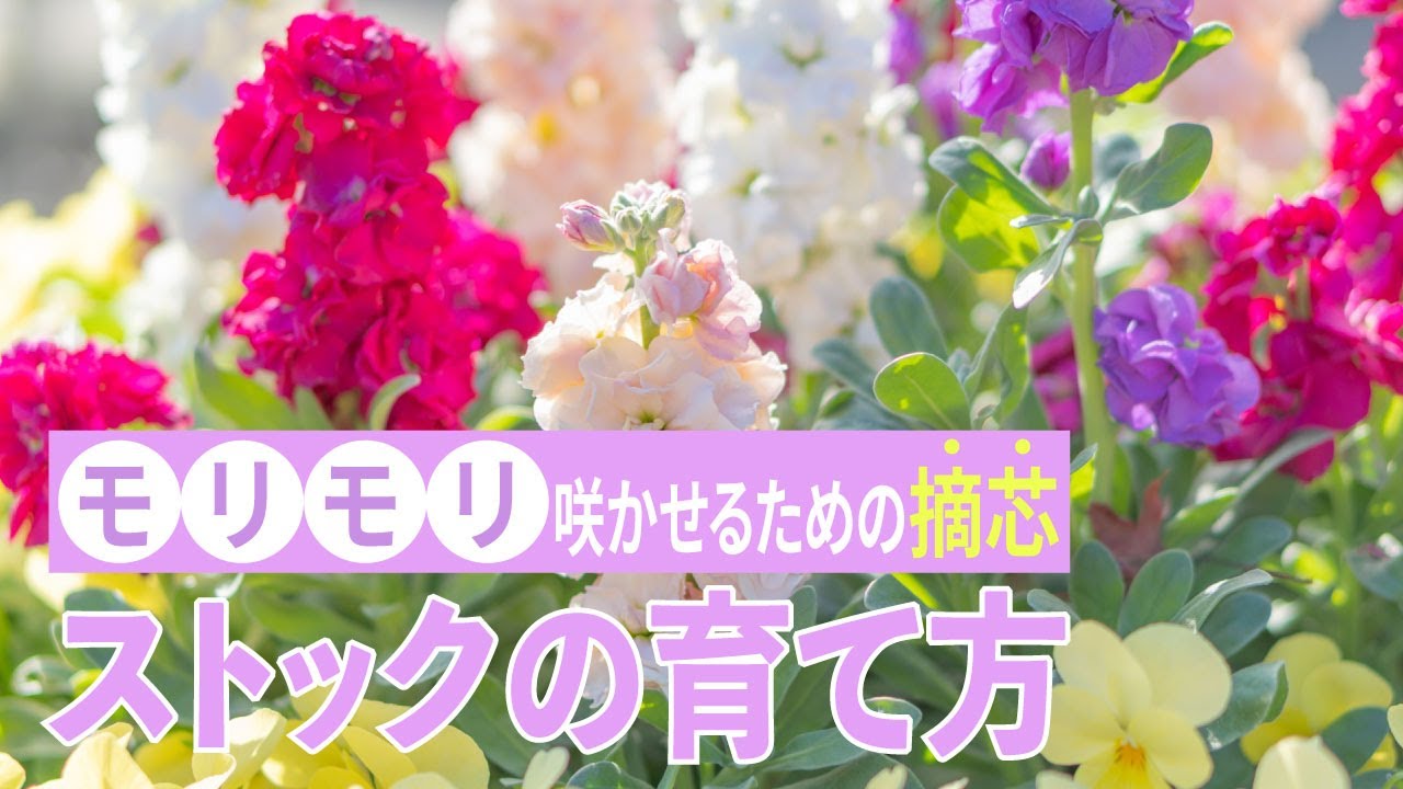 ストックの育て方　モリモリ咲かせるための摘芯
