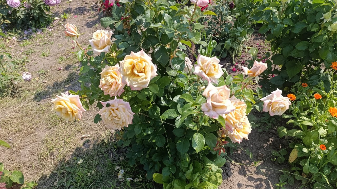 #rose 🌹🌹🌹Огляд чудових чайно-гібридних троянд в липневу спеку 💙😊💙 ( частина) назви в описі