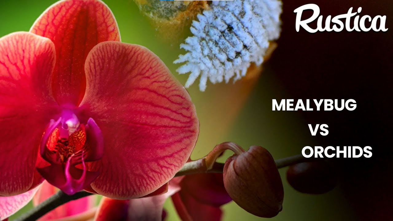 🌸 Eliminate Mealybugs on Your Orchids – Foolproof Tips to Save Them! 🌱