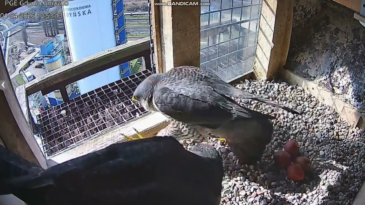 Sok&oacute;ł wędrowny PGE Gdynia (PL) - zmiana,  Ster & Sara & 🥚🥚🥚🥚2026 04 01